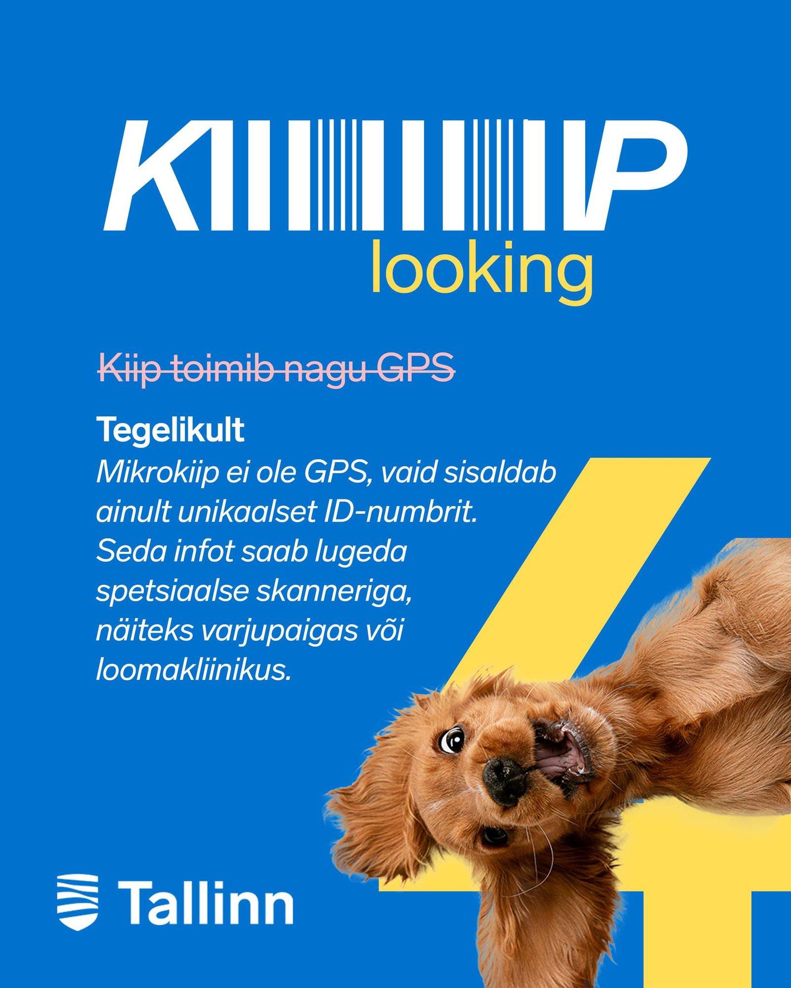 Kas see on ülikallis? Äkki mind jälgitakse? Oluline teenus, mida vanalinna päevadel pakutakse tasuta