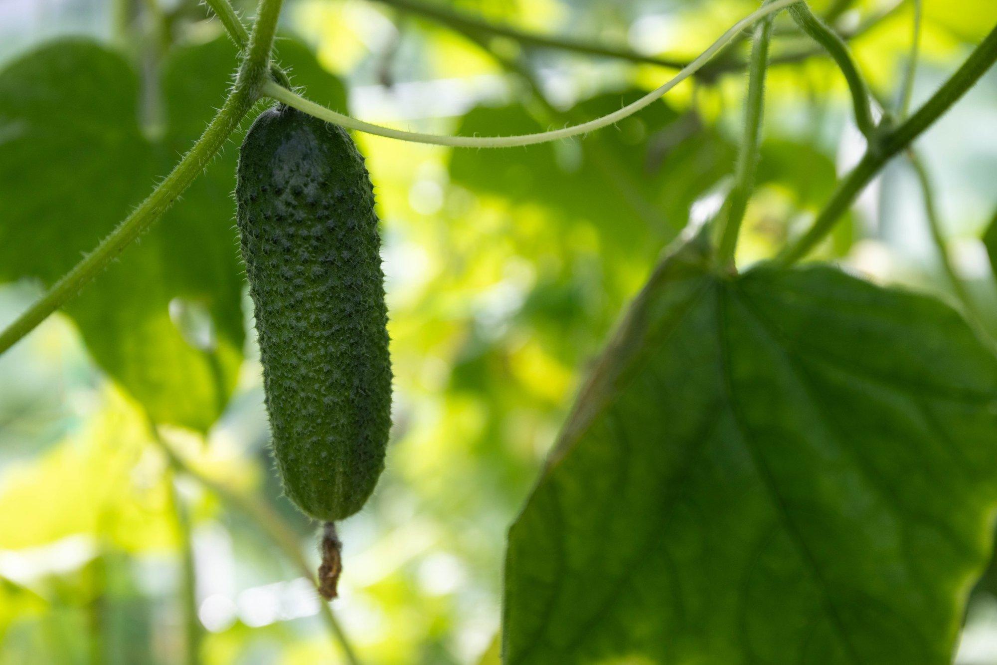 Miks kurgid on mõru maitsega, moondunud või kolletuvad enneaegselt?