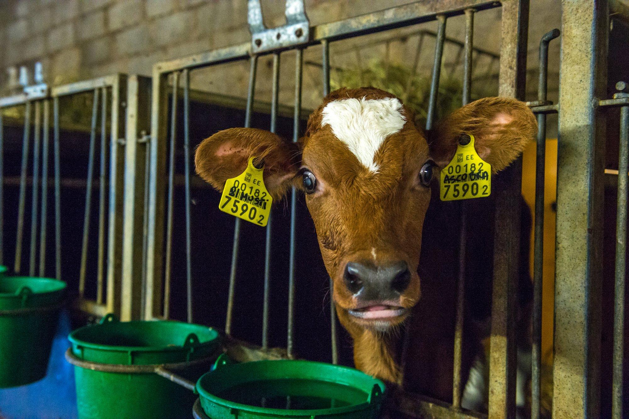 Riskid on suured: populaarne Andre Farm jääb avatud talude nädalavahetusest kõrvale