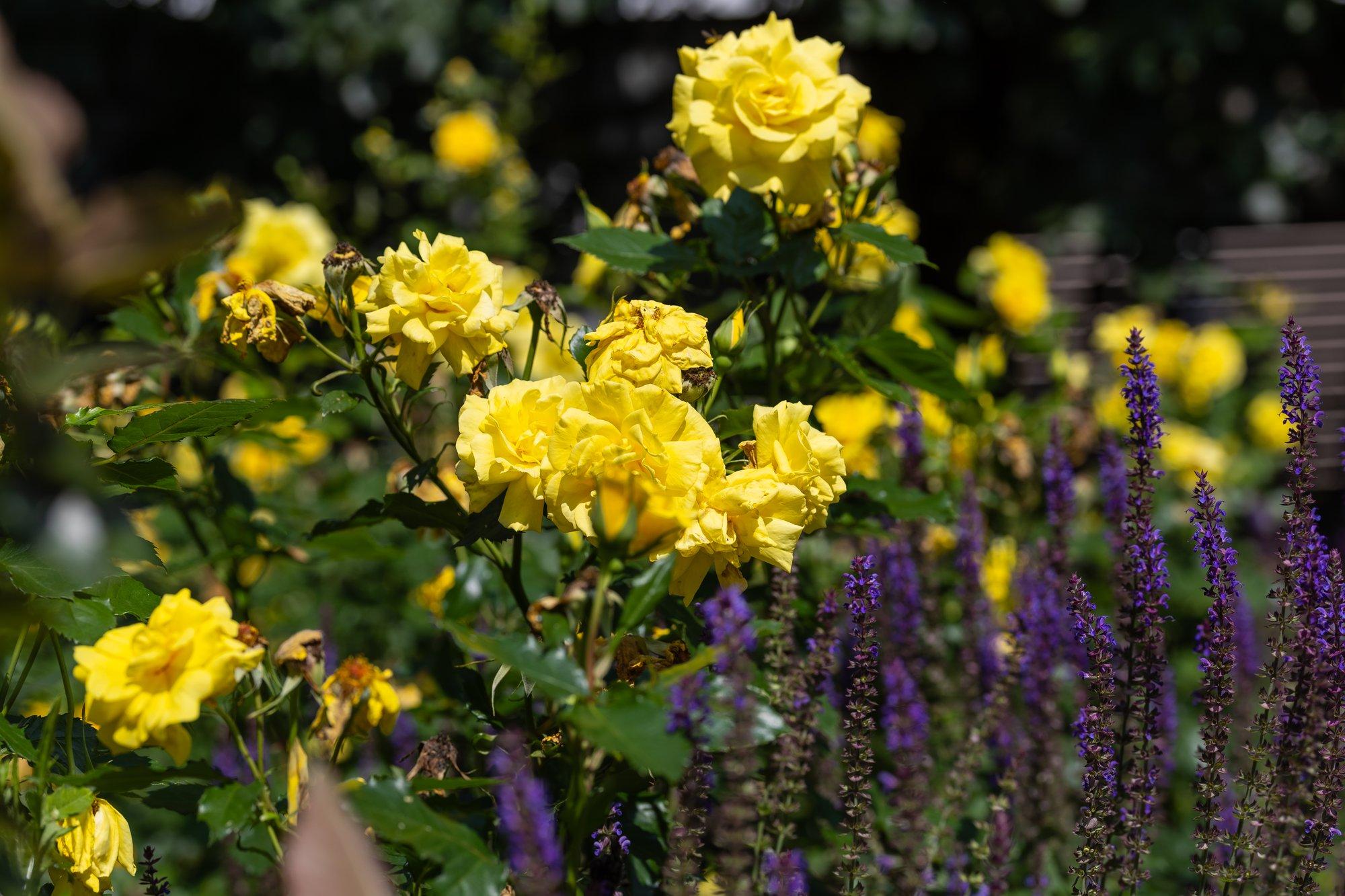 Millised taimed sobivad lillepeenrasse rooside vahele?