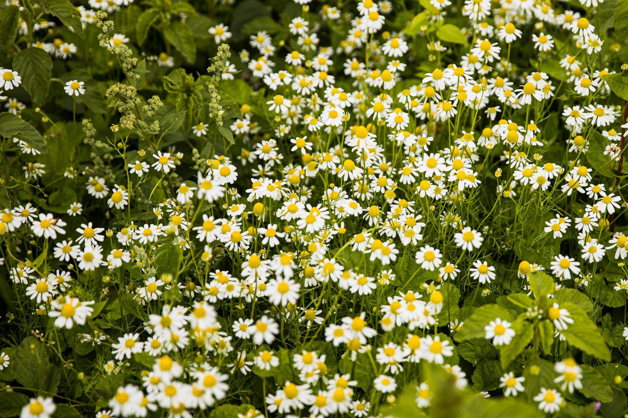 Teekummelit on lihtne kasvatada ja talveks kuivatada