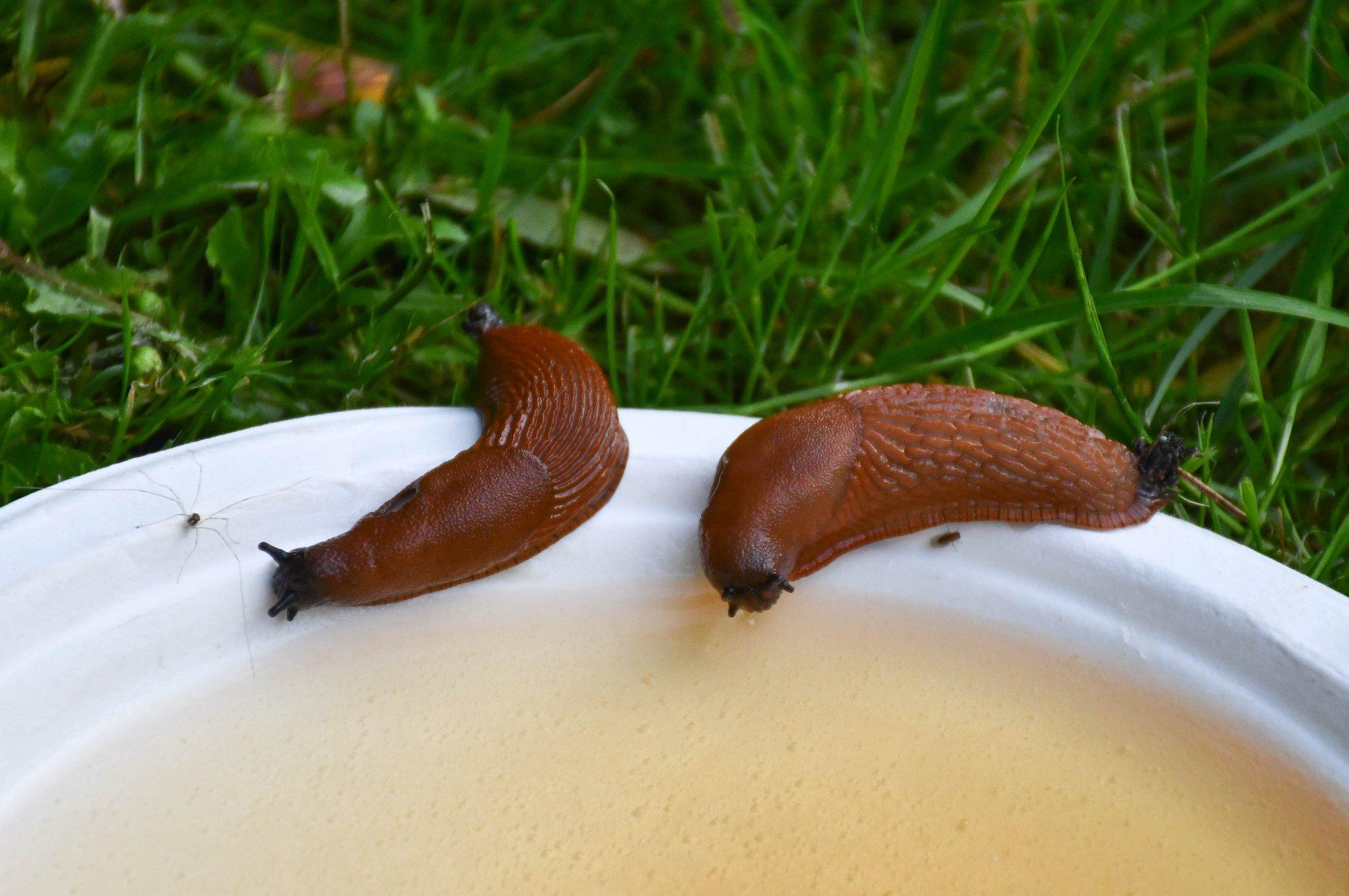 LUGEJAKIRI | Jahmatav on raev, millega tigusid tapetakse! Korjake, lömastage, keetke, pistke happesse...