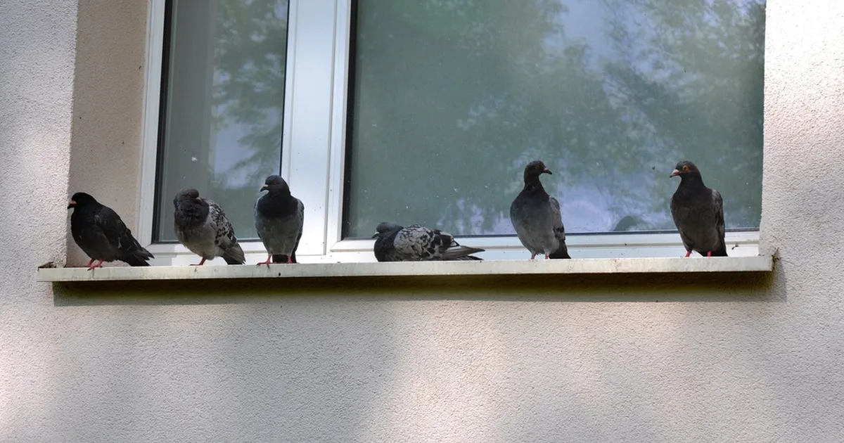 TUVI JÄLJED TUULEPLUUSIL ⟩ Tallinn tühistas lindude toitmise keelu: kas nüüd tulevad tuvitädid, kajakad ja rotid?