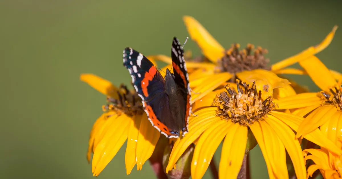 Kuhu on kadunud liblikad?