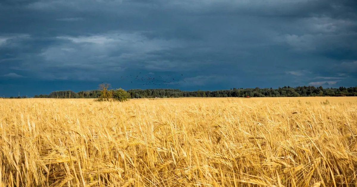 HEIKI HALLIK ⟩ Kaitsekulud, bluff ja kaerahelbed – kui protsent on püha ja põllumees unustatud