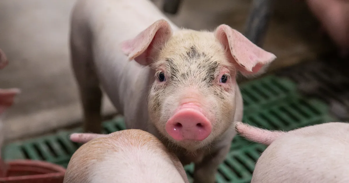«See on strateegiline šokk.» Seakasvataja selgitab, mida seakatku puhang päriselt tähendab
