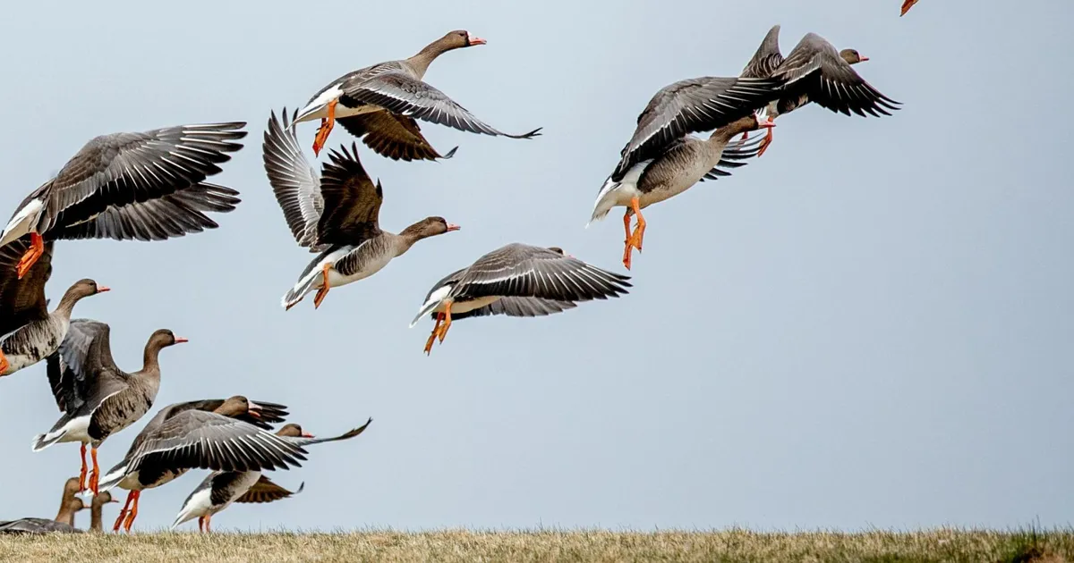 LAURI KONI ⟩ Ärge kaitske loodust looduse eest!