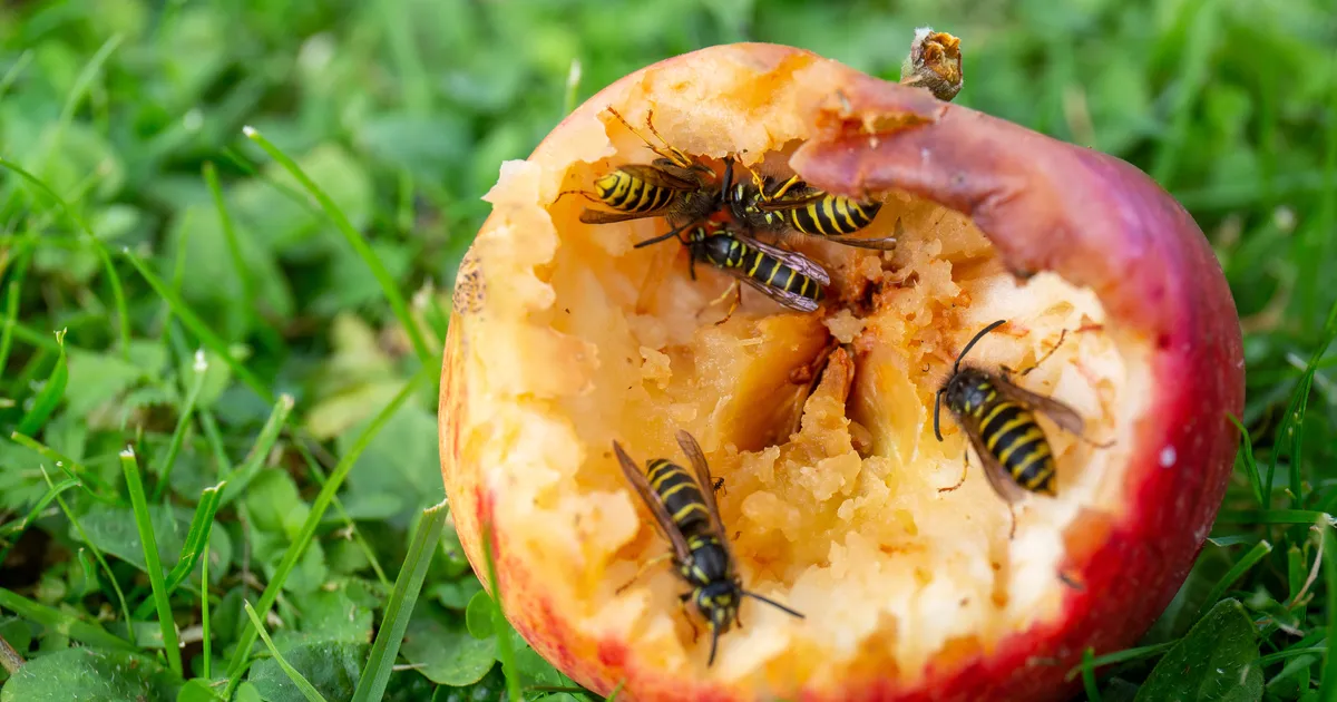 Said mesilaselt või herilaselt sutsaka – mida teha?