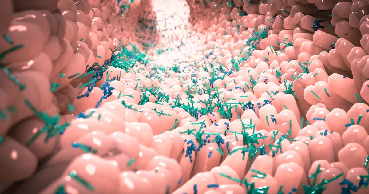 SOOLESTIK KUI TEINE AJU ⟩ Kuidas mikrobioom kujundab meie tuju, kaalu ja isusid