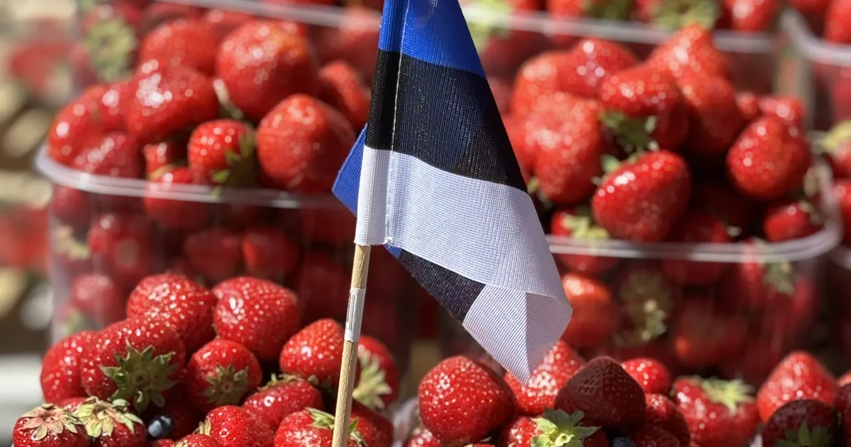 KUKU ⟩ Maasikapettus: ka tänavu müüakse marju võõra talu nime all