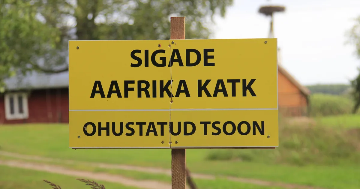 Tartumaal tuvastati sigade Aafrika katk üle 6000 seaga farmis