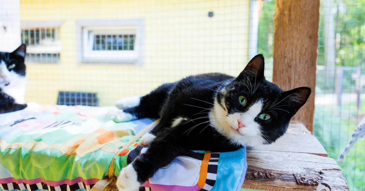 MARKO POMERANTS ⟩ Iga kass väärib kiipi