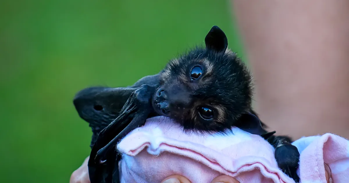 MATTI MASING ⟩ Vaikus öös – nahkhiirte seire Eestis lõpetatakse