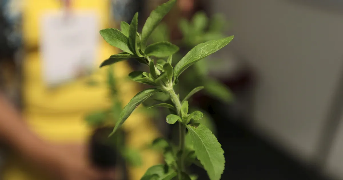 Uus lootus vähiravis? Tuttavas magusaines võib peituda ootamatu salarelv