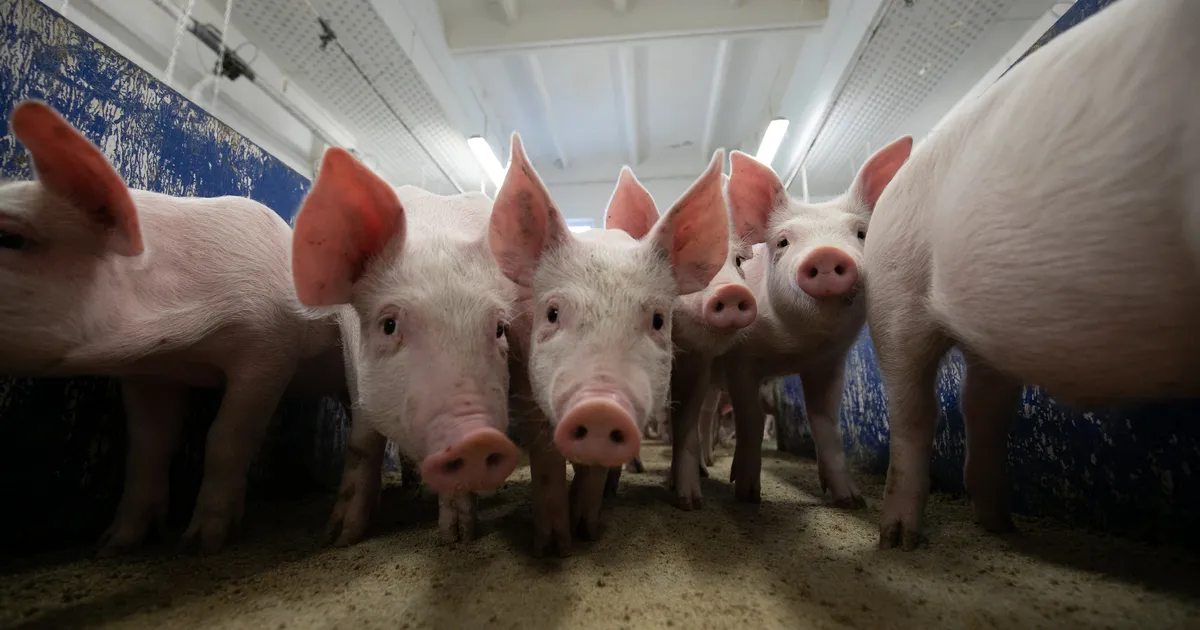 PRIIT TAMMERAID ⟩ Meid karjatavad statistikas sonkivad sead