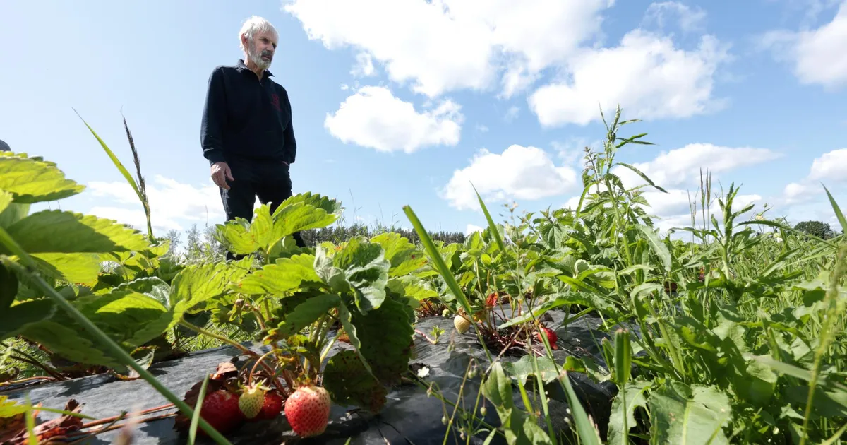 Mitte ainult käibemaksutõus, ka vihm lisab toiduainetele oma hinnalipiku