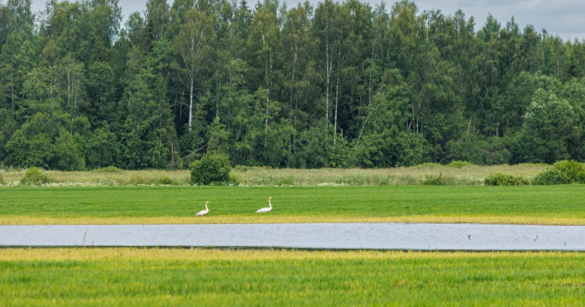 VOOTELE HANSEN ⟩ Moonakad omal maal: eile moona eest, täna toetuse nimel