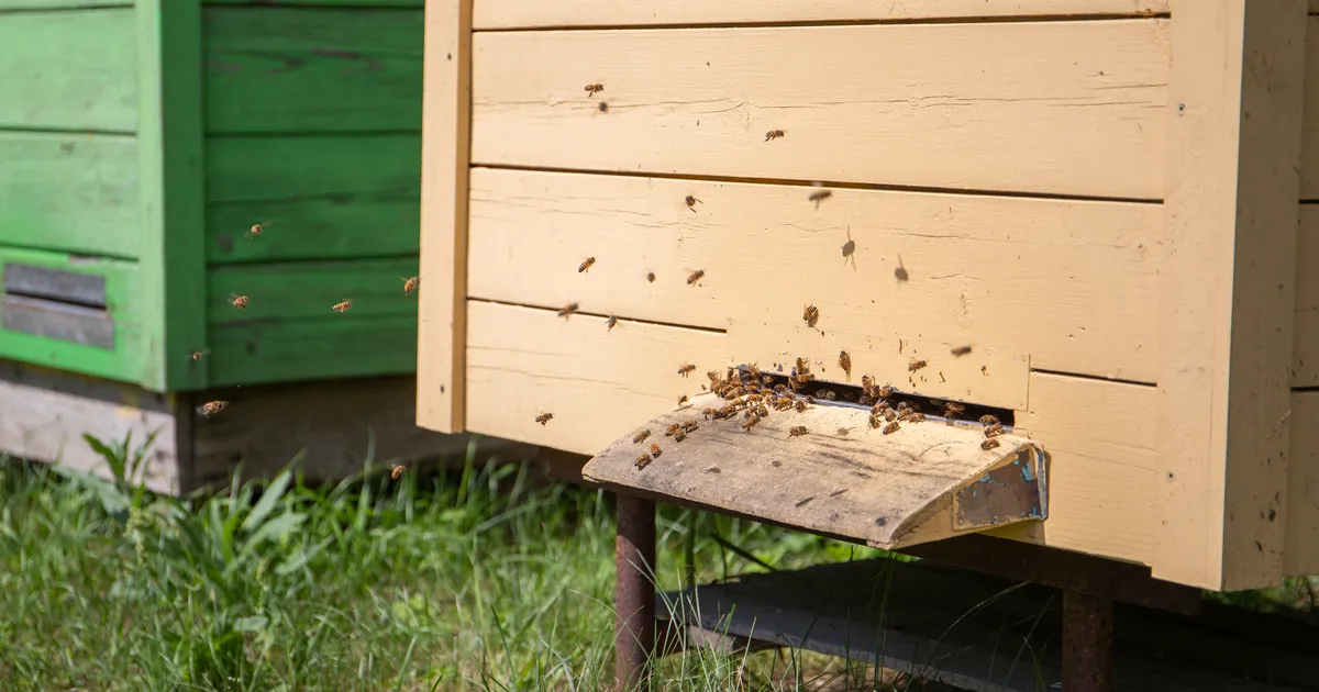 Prantsuse linn sattus tavatu mesilasrünnaku alla