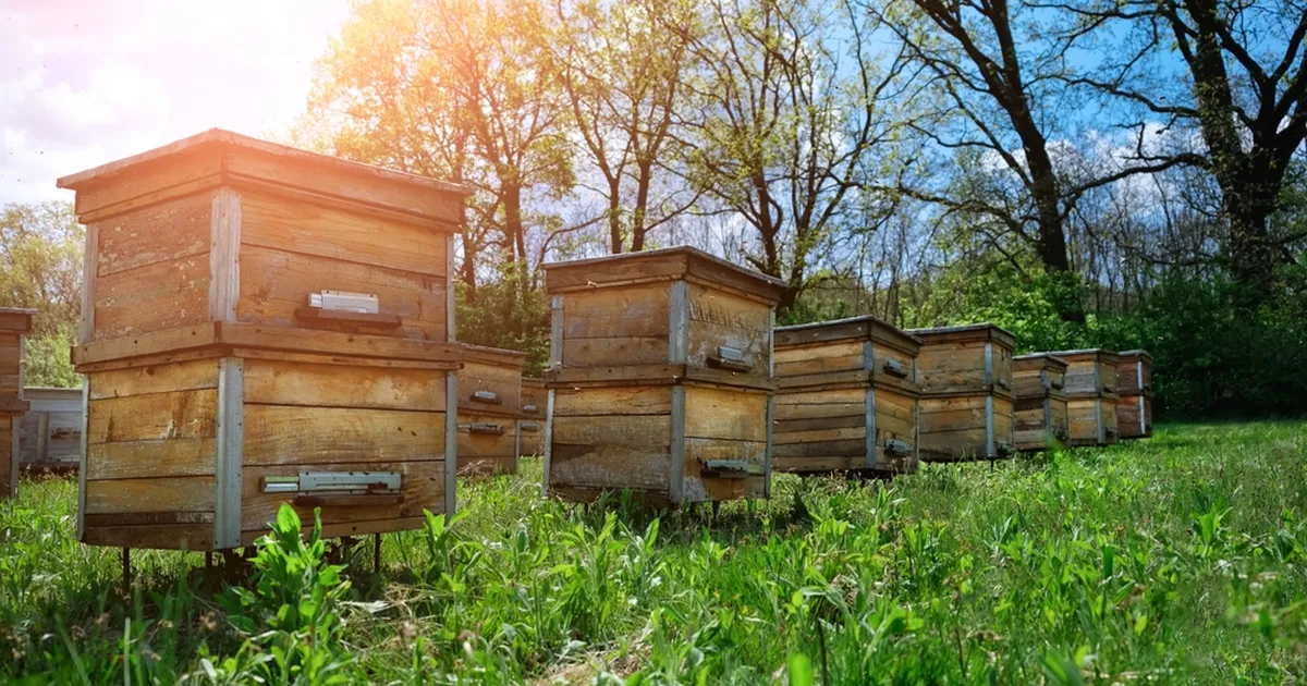 VIDEO ⟩ Vana talumaja taastamisel tehti šokeeriv avastus: neid oli sadu