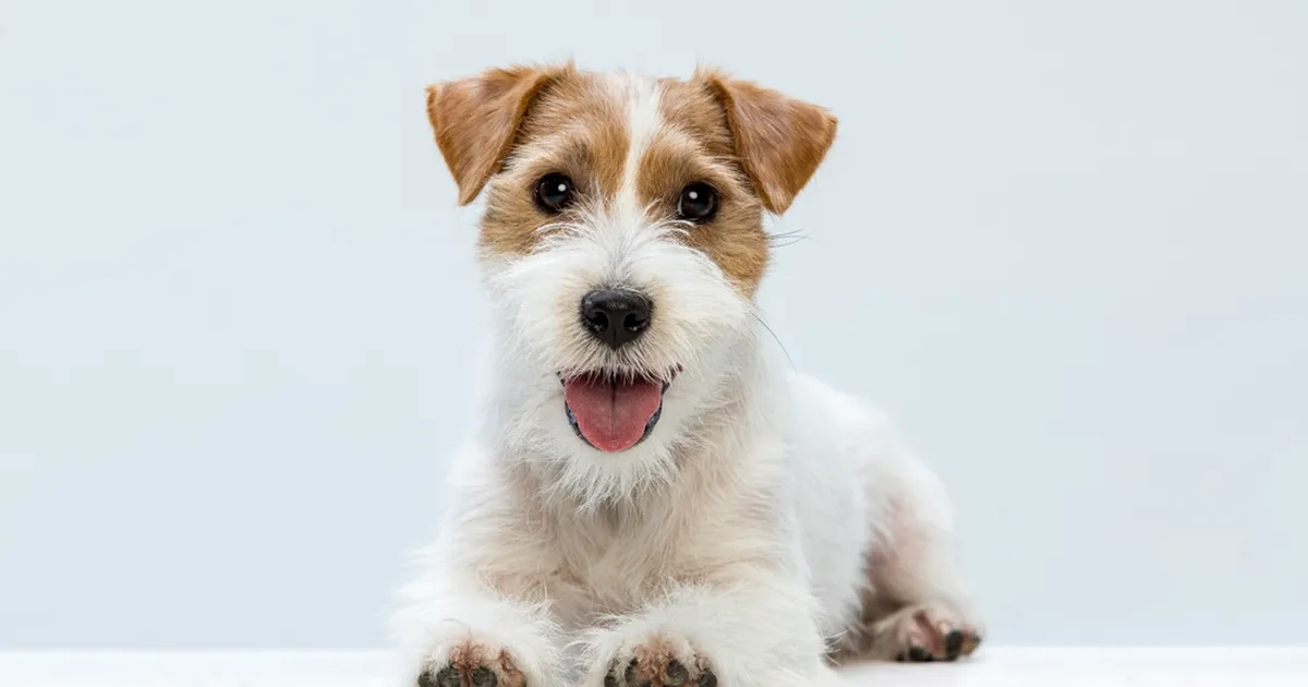 KOHUTAV ⟩ «See on kõige kohutavam loomade väärkohtlemise juhtum, mida näinud oleme»