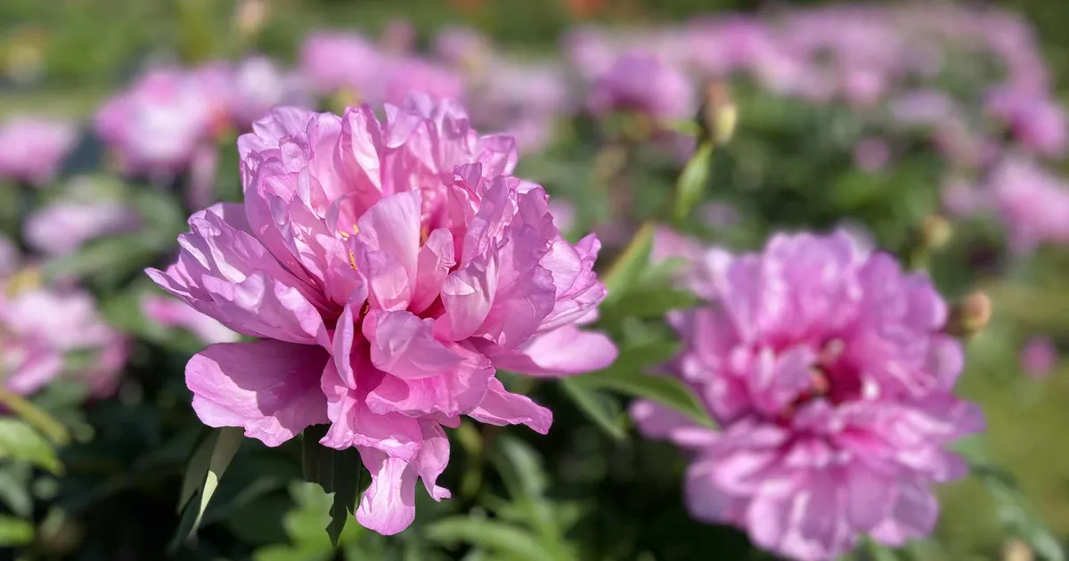 SILMAILU ⟩ Aasta pojengiks valiti haruldase värvitooniga pojeng