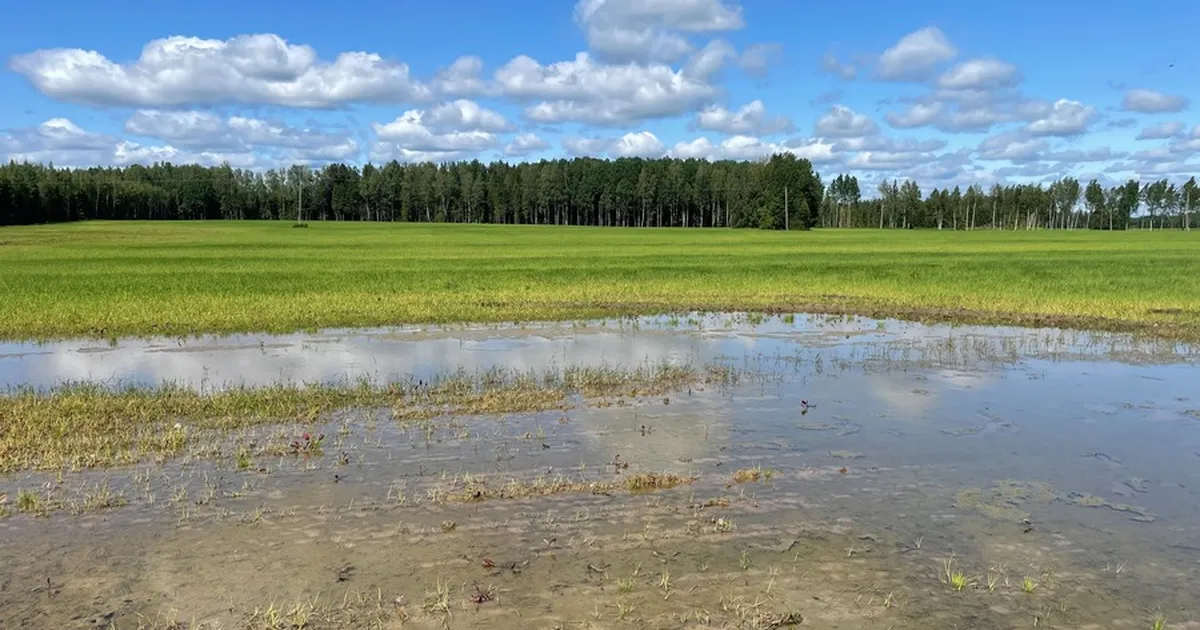 Seis Eesti kagunurga põldudel oli juunis väga nukker