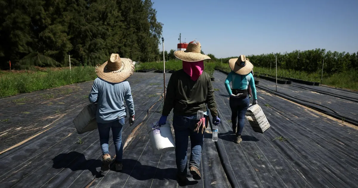 ÜLEVAADE ⟩ Immigratsioonireidid ähvardavad tekitada kriisi USA põllumajanduses