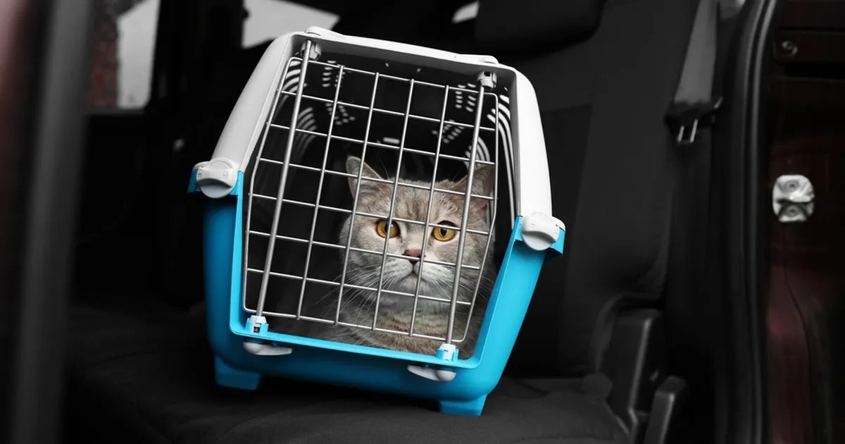 ÕUDUS ⟩ Autost leiti 28 surnud kassi