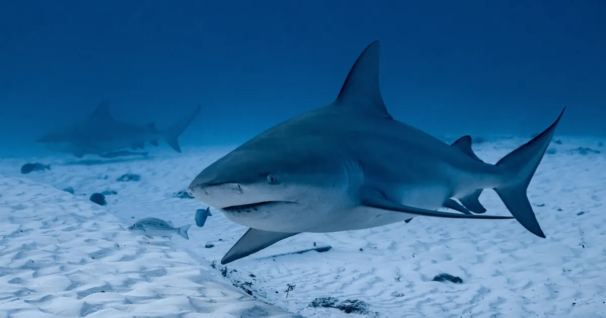 JAHMATAV VIDEO ⟩ Hai jälitas teismelist, kelle käsi rippus pärast rünnakut kõõluste otsas