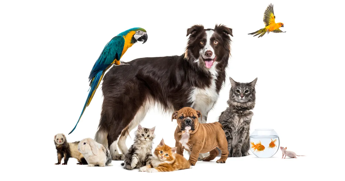 Milline lemmikloom sobib just sulle – ja kuidas teha õige valik?