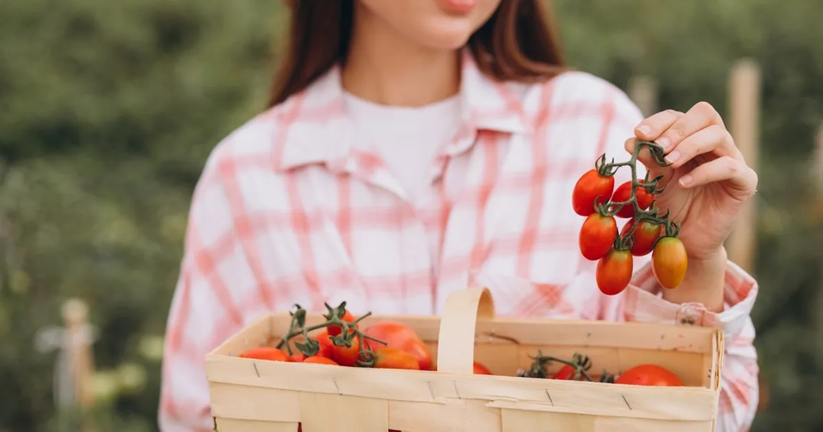 UNUSTA KÜLMIK ⟩ See on parim koht tomatite hoidmiseks
