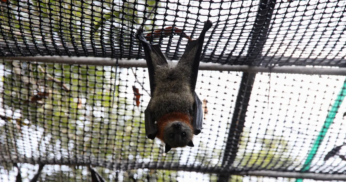 Austraalias suri mees nahkhiirehammustuse tagajärjel