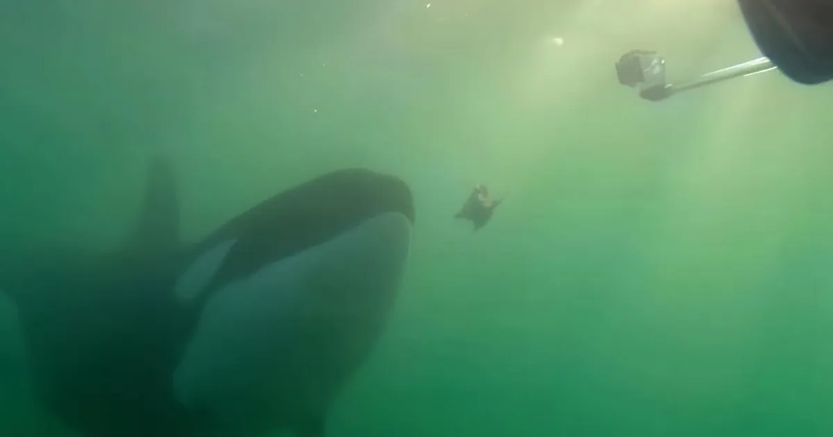 Mõrtsukvaaladel on üks veider komme – nagu teeksid nad inimestega katseid