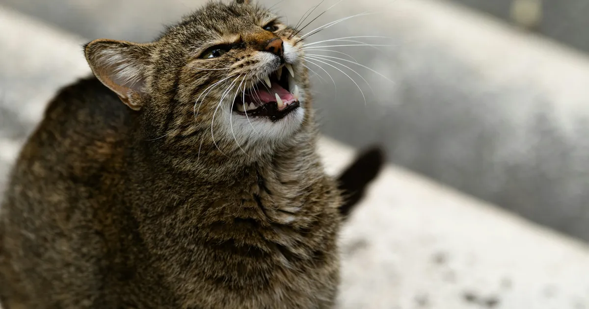 Kass viis neerusiirdamiselt saabunud naise haua äärele