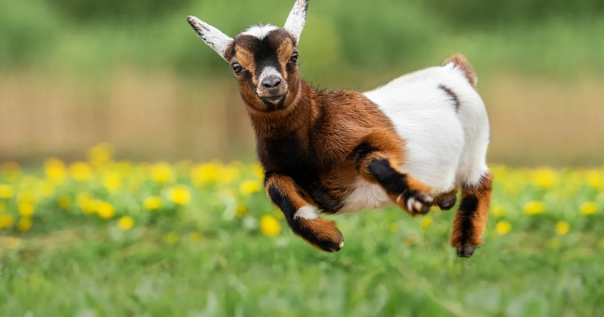 TÕELINE SÕPRUS ⟩ See eriskummaline sõprade paar on lahutamatu