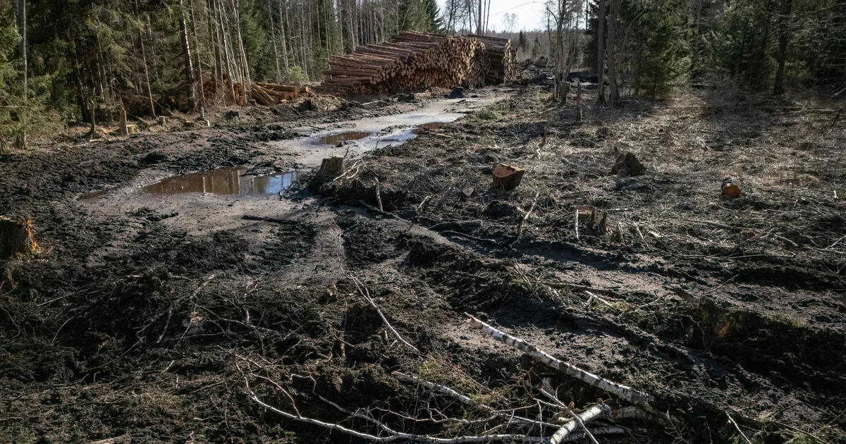 Karm kriitika: Euroopas eeskujuks olema pidanud projektis Hiiumaa metsades rikuti vääriselupaiku