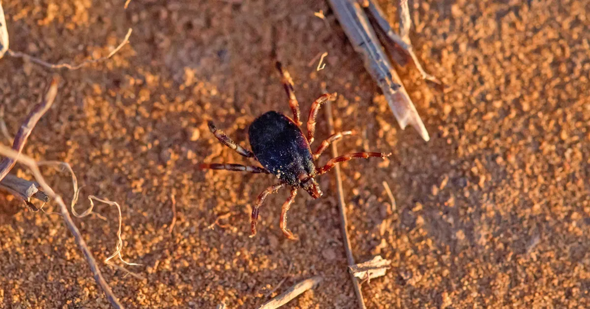 FOTO ⟩ Kuus tundi ootamist ja teravad sõnad: sisulooja Laura Kiisk sattus puugihammustusega EMO õudusloo keskmesse