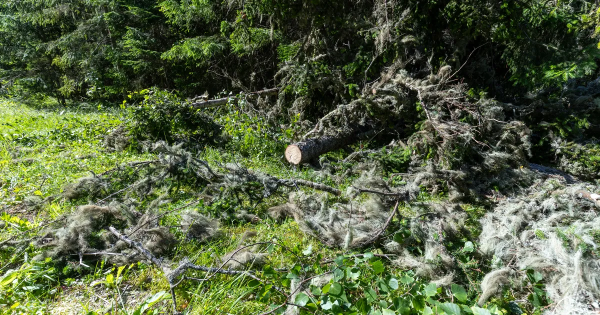 Vaata, kus Eestis tormles tugevaim tuul