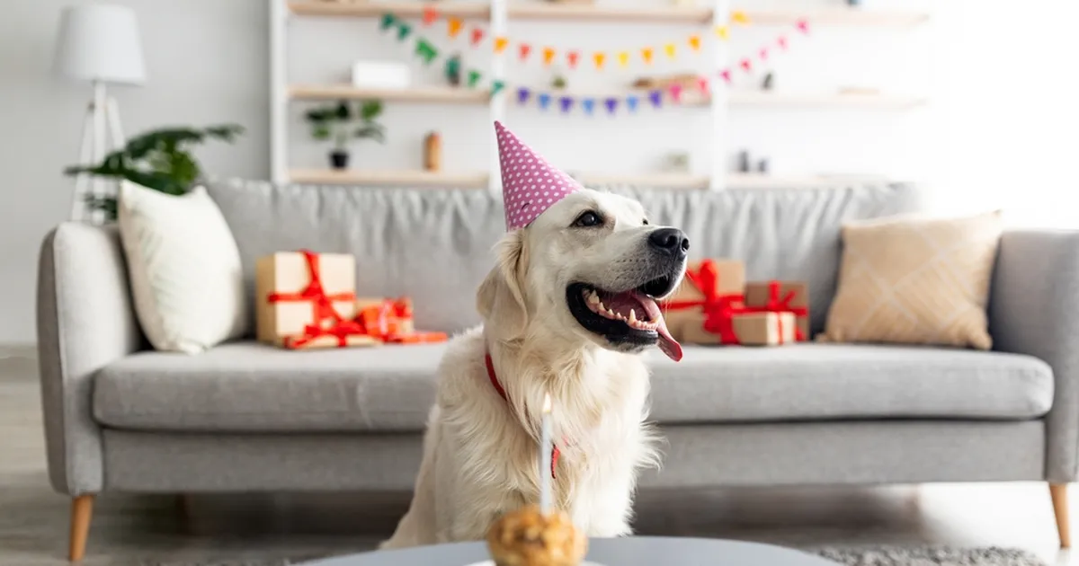 Koeraomanik korraldas oma lemmiku sünnipäeva hiiglasliku summa eest