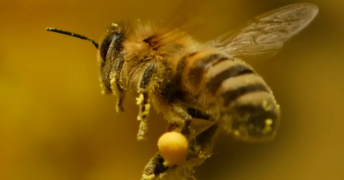 Miks ometi küll mesi nii pikalt värske püsib?
