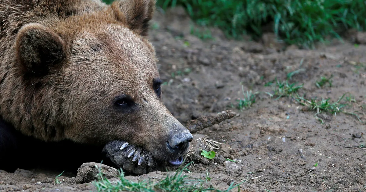 VÕIGAS RÜNNAK ⟩ Rumeenias kiskus karu temaga selfi teinud mootorratturi tükkideks