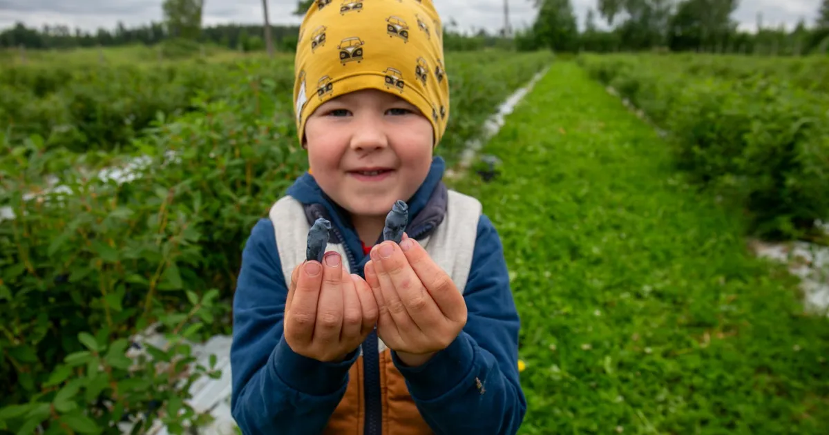 Vitamiinirikkad kuslapuud on Raiesmiku pererahva pensionisambaks