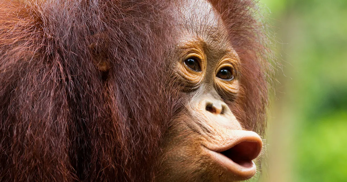 KOHUTAV VIDEO ⟩ Naine filmis, kuidas ta orangutanile e-sigaretti andis