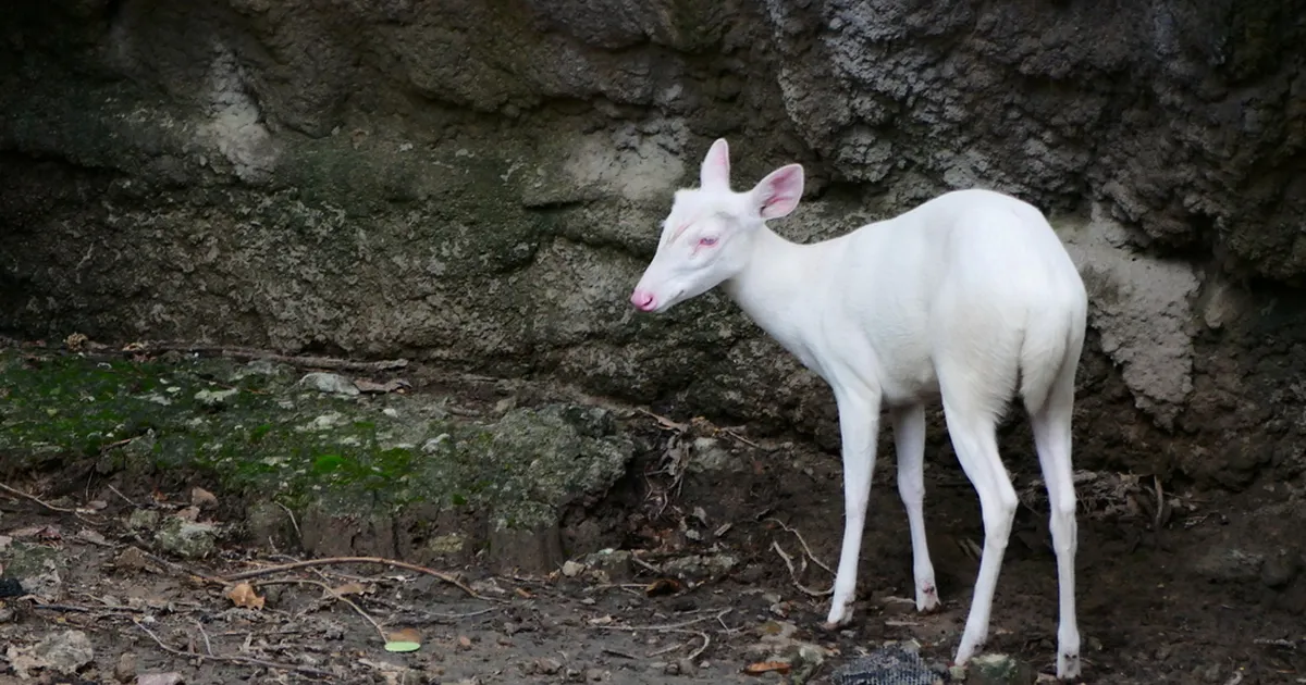 Mees märkas kummalist looma: see on haruldane