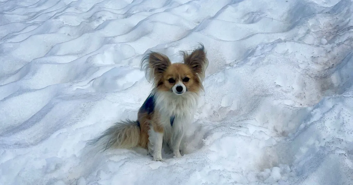 Chihuahua päästis Alpides liustikulõhesse kukkunud mehe