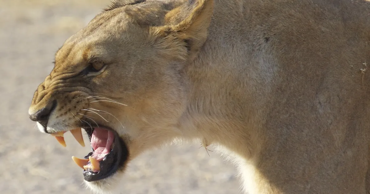 Kodustatud lõvi ründas inimesi: omanikud vaatasid pealt, kuidas see inimesi rebis