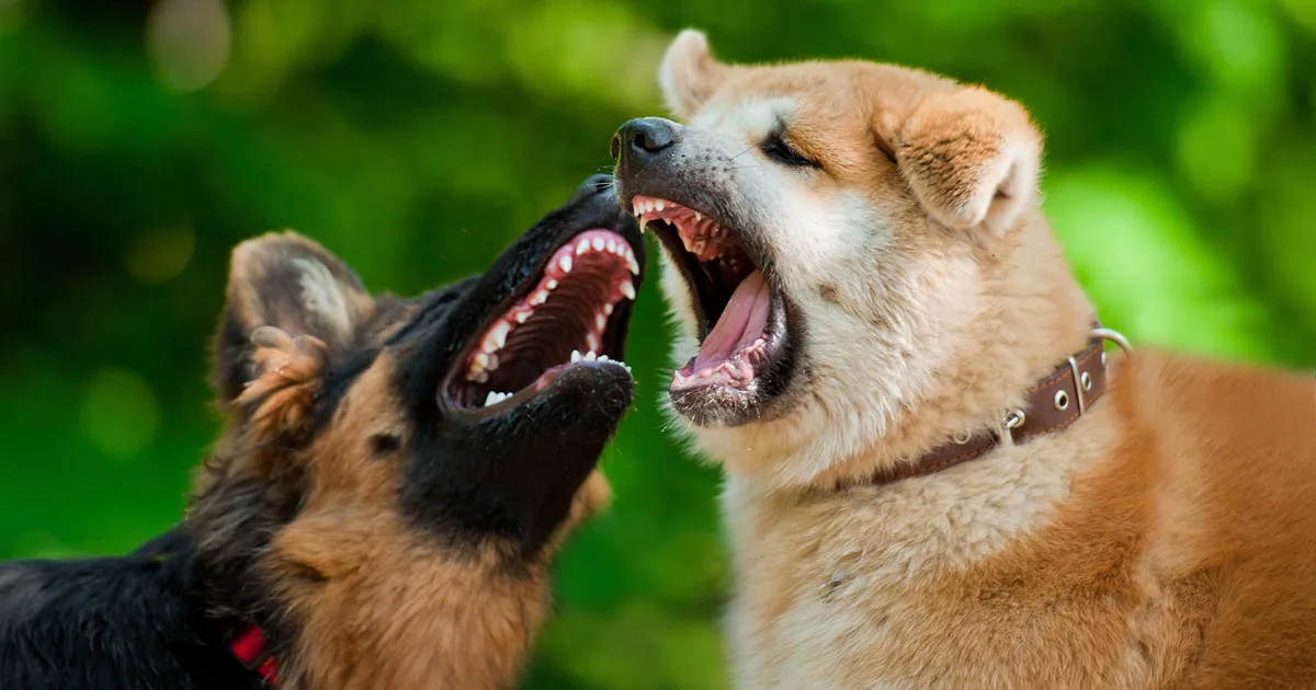 Üllatav põhjus, miks koertel tekivad käitumisprobleemid