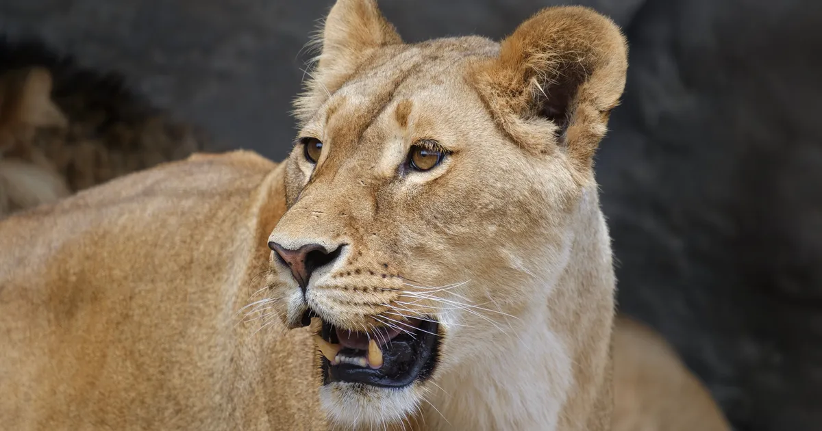 ŠOKEERIV ⟩ Lõvi rünnaku alla sattunud naine pääses napilt surmasuust