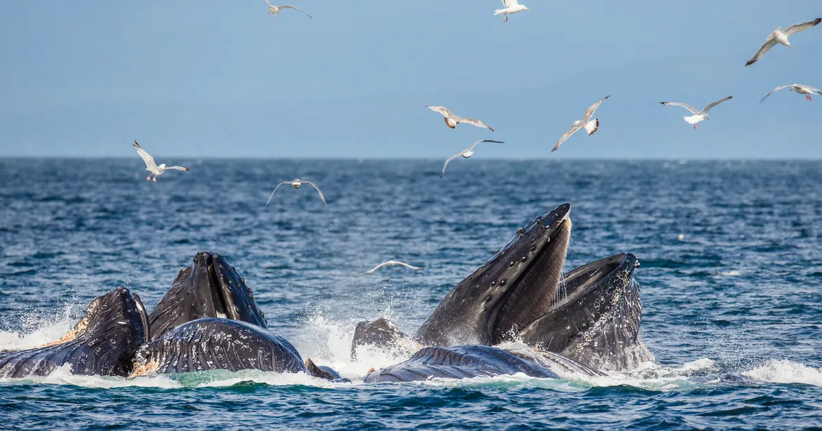 Haruldane vaaladraama: see oli südantlõhestav
