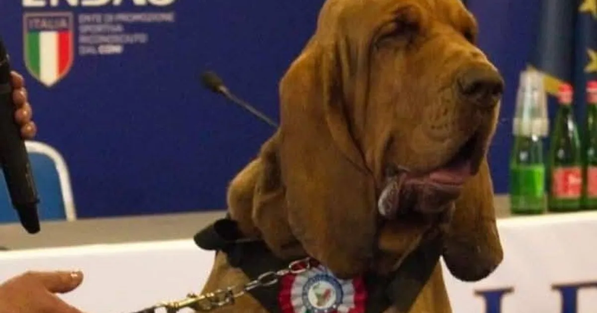 Itaalias tapeti üle kogu riigi inimesi päästnud verekoer eriti võikal moel